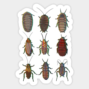 Chromatic cockroach pattern Sticker